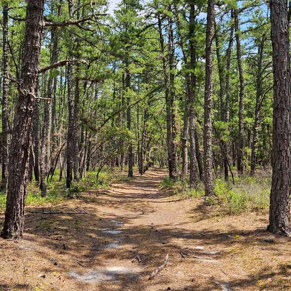 Trail through a wooded park